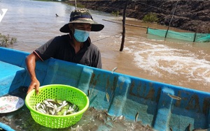 Nuôi cá linh, nuôi tôm càng xanh trong ruộng lúa mùa lũ, nông dân tỉnh Đồng Tháp "bỏ túi" hàng tỷ đồng