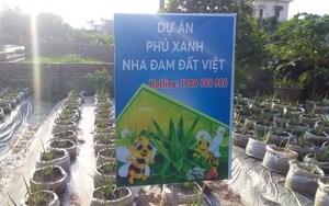 Hải Dương: Tạm dừng triển khai mô hình “Phủ xanh nha đam đất Việt”