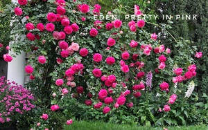 Choáng ngợp với vườn hồng đẹp lộng lẫy như trong truyện cổ tích của mẹ Việt ở Mỹ