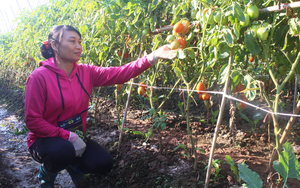 Hà Nội: Hơn 76 tỷ đồng hỗ trợ nông dân sản xuất vụ đông 2021