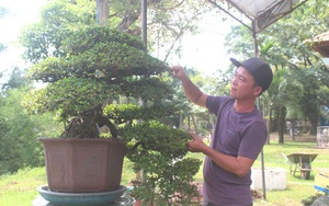 Đồng Nai: Trai 8X trồng các loại cây cảnh quý, nhiều cây bonsai trồng vào chậu bán giá 300-400 triệu/cây