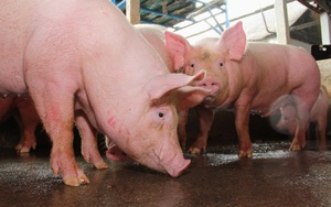 Giá lợn hơi giảm mạnh trên toàn cầu vì diễn biến mới tại Trung Quốc, người nuôi Việt Nam cần chú ý gì?