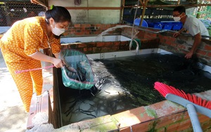 Tây Ninh: Nuôi lươn không bùn, bắt bán toàn con to bự, cứ bán 1.000 con nông dân lãi 20 triệu