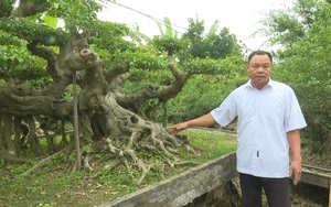 Thái Bình: Trồng cây cảnh làm giàu-&quot;báu vật&quot; của làng là 2 cây sanh &quot;cổ, kỳ, mỹ, văn&quot; giá tiền tỷ, đại gia săn lùng