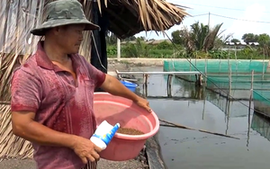 Trị được con nước độc, anh nông dân Sài Gòn nuôi cá cảnh thu tiền tỷ/năm
