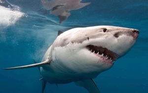 Kinh hoàng vận động viên bơi lội bị cá mập hổ lẫn cá mập trắng tấn công cùng lúc
