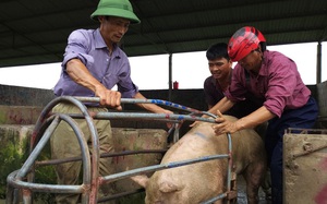 Đại biểu Quốc hội đề nghị nhìn nhận lại vai trò của thương lái trong tiêu thụ nông sản