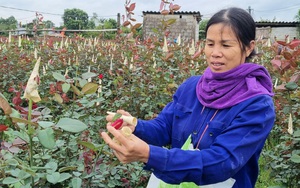 Thanh Hóa: Mưa rét căm căm, nông dân vẫn tất bật xuống giống theo lịch trồng hoa Tết 2022