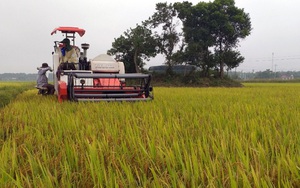 Việt Nam nhập khẩu hơn 70% giống lúa lai từ Trung Quốc