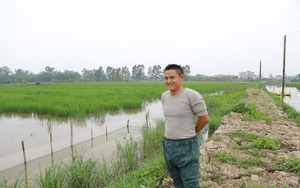 Hà Nam: Thấy ruộng bỏ hoang, anh nông dân &quot;liều&quot; thuê lại, nuôi cá kết hợp trồng lúa thu trăm triệu
