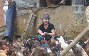 Nông thôn Tây Bắc: Trồng rau kết hợp nuôi gà an toàn sinh học