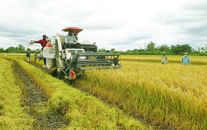 Liên kết trồng lúa sạch, gạo Việt bay Âu - Mỹ, bán 60.000 đồng/kg vẫn đắt như tôm tươi