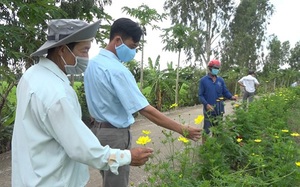 Đối phó với "nạn" phân bón tăng cao, vì sao nông dân vùng này của tỉnh An Giang lại trồng hoa xung quanh ruộng lúa?