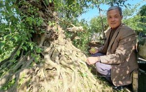 Kỳ quái cây sanh cổ “lão mai bồng quý tử” đầy bướu lộc có một không hai ở Ninh Bình