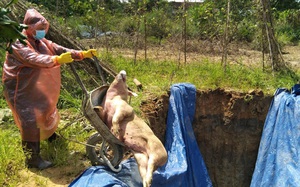 Đắk Lắk: Dịch tả lợn châu Phi xuất hiện ở 14/15 huyện, thành phố, gần 7.000 con heo đã bị tiêu hủy