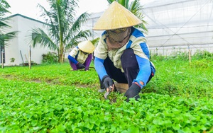 Một ông giám đốc doanh nghiệp xây dựng tỉnh Thanh Hóa tiết lộ làm bột rau má bán sang Nhật Bản giá 6 triệu/kg