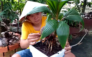 Tiền Giang: Anh công nhân thủy sản 'phù phép' ra hàng loạt dừa bonsai siêu mini độc lạ không kịp bán