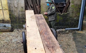Nhóm lâm tặc bỏ lại gỗ tháo chạy thoát thân khi bị vây bắt