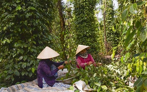 Bình Thuận: Giá tiêu tăng, "nhảy" theo cấp số cộng", nông dân hái mỏi tay vẫn thấy như mình đang mơ
