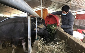 Nông thôn Tây Bắc: Nuôi trâu gầy thành béo, nông dân thu trăm triệu mỗi năm 