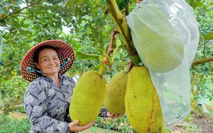 Hậu Giang: &quot;Nông dân Việt Nam xuất sắc năm 2021&quot; làm vườn đa canh, &quot;lấy ngắn nuôi dài&quot; mà thu tiền tỷ