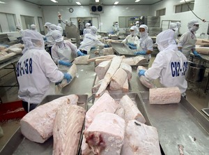 Xuất khẩu cá ngừ sang Trung Đông tăng trưởng mạnh