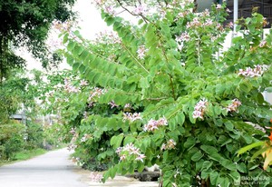 Hiếm có khó tìm: Cung đường ngập sắc hoa ban đẹp như mơ ở quê lúa Yên Thành, Nghệ An