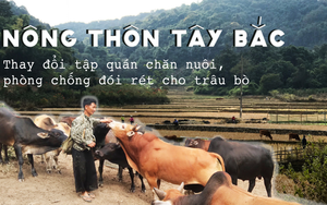 Nông thôn Tây Bắc: Thay đổi tập quán chăn nuôi, phòng chống đói rét cho trâu bò