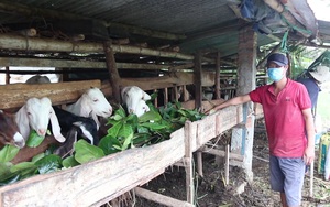 Giá thịt dê, cừu rớt thảm, người chăn nuôi Ninh Thuận ngậm ngùi nuôi &quot;báo cô&quot;