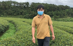Trồng cây hái búp non hãm ra thứ nước uống chan chát mà ông nông dân tỉnh Lâm Đồng thành tỷ phú