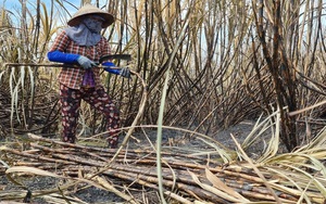 Đáng báo động tình trạng mía cháy-nỗi ám ảnh của nông dân trồng mía ở tỉnh Tây Ninh