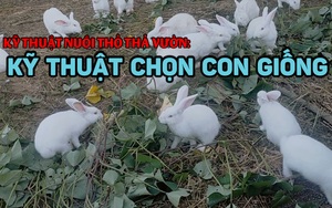 Kỹ thuật nuôi thỏ thả vườn: Kỹ thuật chọn con giống