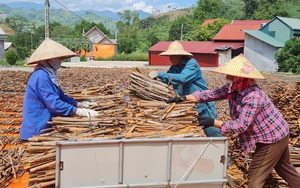Thứ vỏ cay nồng lấy từ loại cây trồng bạt ngàn ở Lào Cai, Yên Bái bán đắt hàng, cao hơn Trung Quốc, Ấn Độ