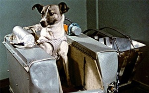 Laika - chú chó đầu tiên bay vào vũ trụ và cái kết “đã định trước” 