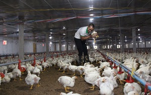 Giá gia cầm hôm nay 12/12: Giá gà công nghiệp đạt mốc mới, giá vịt thịt miền Bắc nhích lên