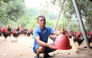 Hà Nội: Nuôi 3 vạn gà Mía đặc sản, bán 14 lứa/năm, một nông dân huyện Ba Vì thu tiền tỷ