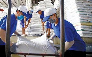 Xuất khẩu gạo sang Pháp: Còn nhiều dư địa