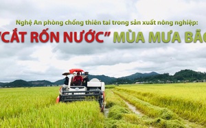 Nghệ An phòng chống thiên tai trong sản xuất nông nghiệp: “Cắt rốn nước” mùa mưa bão