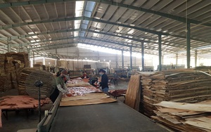 Tại sao Trung Quốc vừa mua gỗ dán, ván bóc của Việt Nam rồi lại bán sang Việt Nam sản phẩm này? 