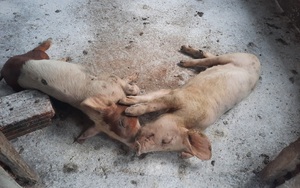 8 huyện ở Kon Tum có dịch tả lợn châu Phi, tiêu hủy hơn 1.000 con lợn
