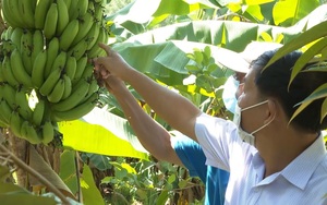 Quảng Nam: Nguồn Quỹ Hỗ trợ nông dân giúp hàng nghìn nông dân vay vốn phát triển sản xuất 
