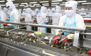 Thủy sản Minh Phú (MPC) bán cổ phiếu quỹ cho người lao động giá 10.000 đồng