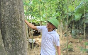 Nông dân 1 xã của Hà Tĩnh đổi đời nhờ trồng cây gió trầm, soi lõi trầm, thu hơn 50 tỷ/năm