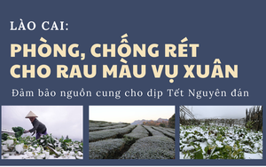 Lào Cai: Phòng chống rét cho rau màu vụ Xuân, đảm bảo nguồn cung Tết Nguyên đán