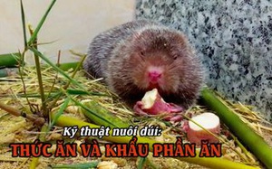 Kỹ thuật nuôi dúi: Thức ăn và khẩu phần ăn