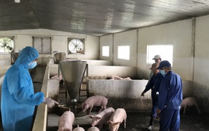 Nóng: Việt Nam sắp công bố vaccine dịch tả lợn châu Phi 