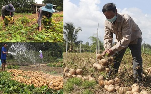 Củ đậu được mùa, giá tốt, người dân Quảng Ngãi bỏ túi hàng chục triệu đồng/vụ