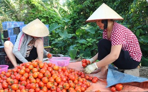 Giá cà chua tăng sốc, có phải do Trung Quốc "siết" xuất nhập khẩu nên khan hàng?