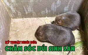 Kỹ thuật nuôi dúi: Một số chú ý khi chăm sóc Dúi sinh sản