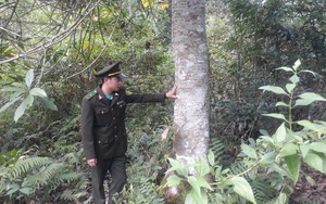Dịch vụ môi trường rừng: Sinh kế bền vững cho người dân Lai Châu